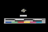 藏品(石膏)的圖片